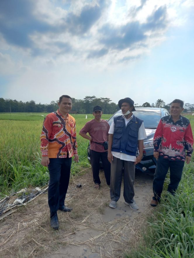 
 Ratusan Hektar Sawah di Lampura Terdampak El-Nino