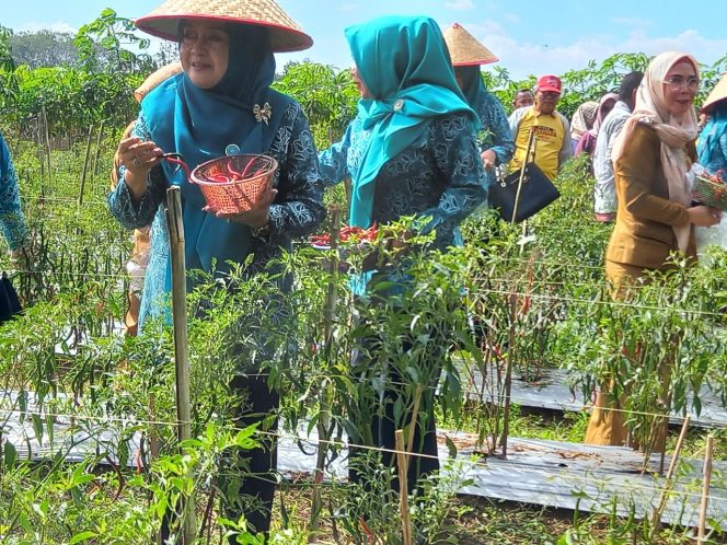 
 KWT Diminta Aktifkan Kembali Tanaman Pangan Keluarga