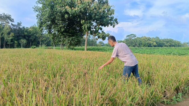 
 5 Hektar Padi Darat Gagal Panen