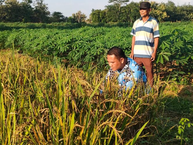 
 Sigap, Tomy Turun Langsung  /// Anomali Cuaca dan Pupuk Jadi Penyebab Utama