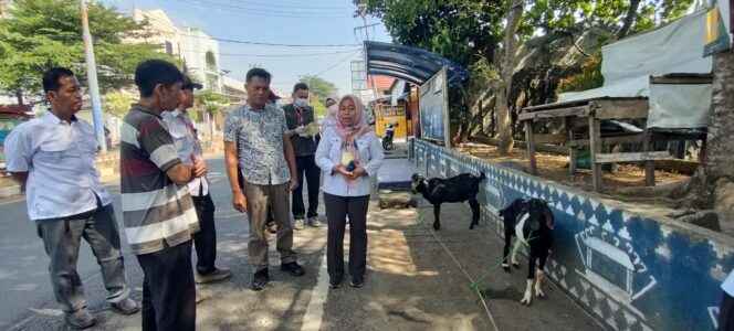 
 Kerahkan Semua Dokter Hewan, Ria Yuliza Cek Langsung Hewan Kurban